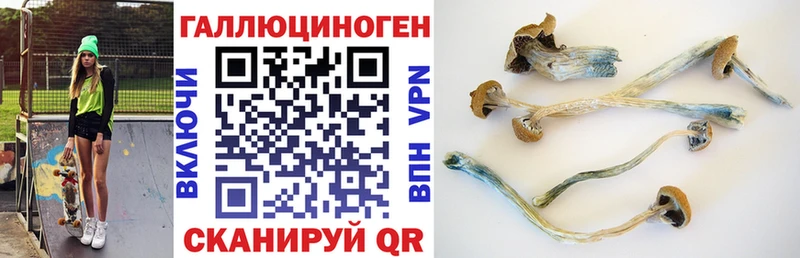 купить   Гремячинск  Галлюциногенные грибы мицелий 
